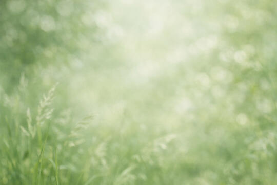 Wild Habitat